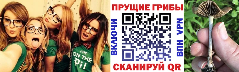 Галлюциногенные грибы прущие грибы  Купить где  Красавино 